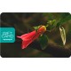 Gift Card Copihue